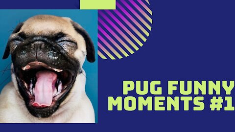 Cute Pugs Funny Moments #1