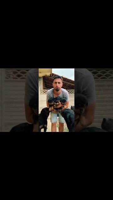 OMG 😲 Rottweiler Puppies!! Cute 😍