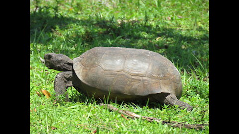 Wildlife Bros Episode 3 Gopher Tortoise