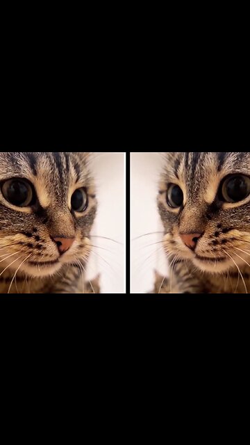 FUNNIEST CATS VIDEOS- BEST FUNNY ANIMALS VIDEOS 2023