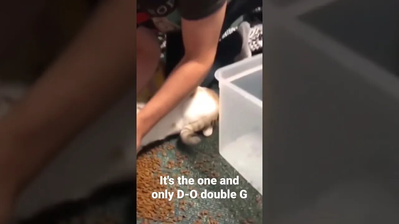 It's the one and only D-O double G #shorts