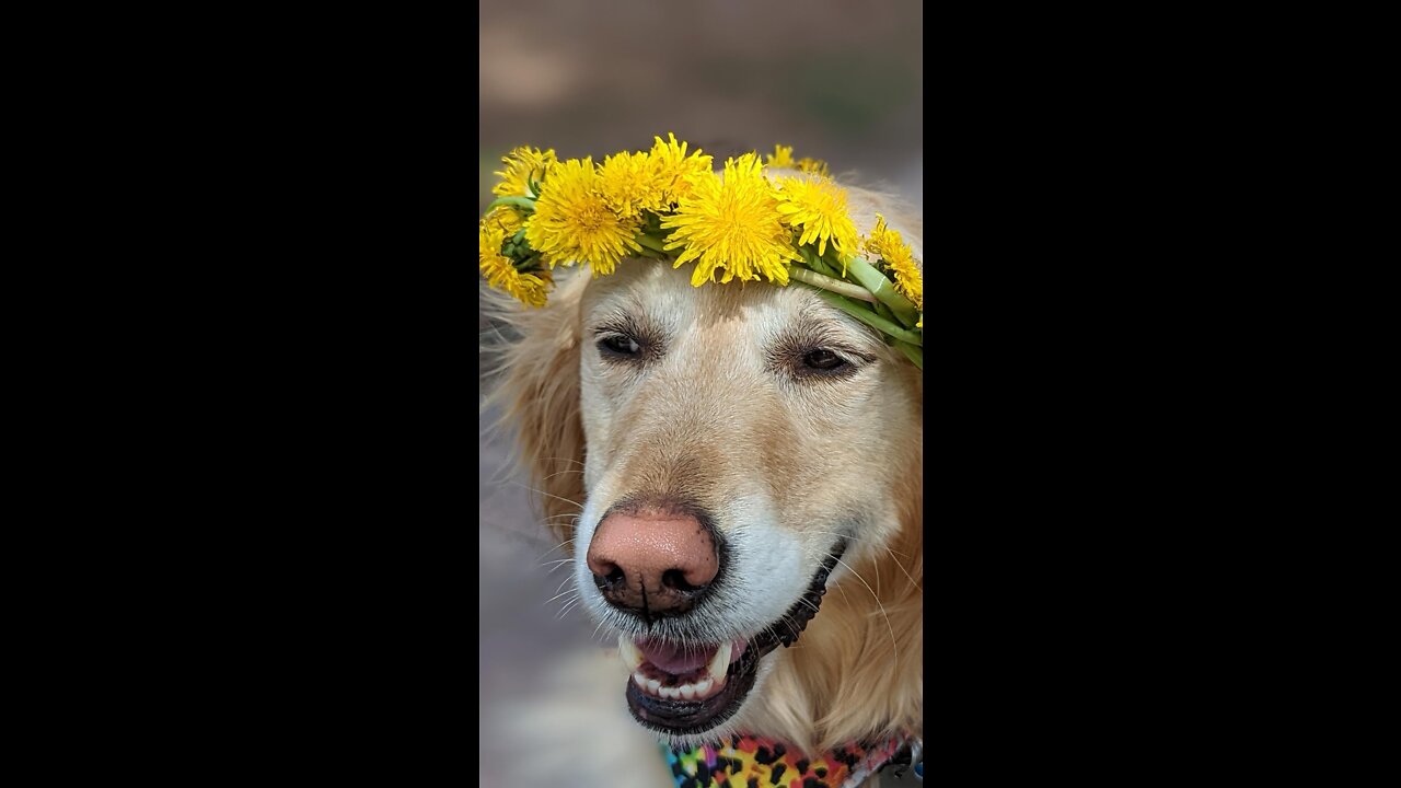 How to make a dandelion crown / daisy chain