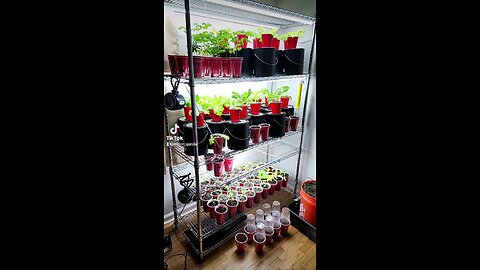 Indoor gardening diy