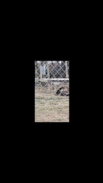 I CANT GET ENOUGH OF THIS LOL