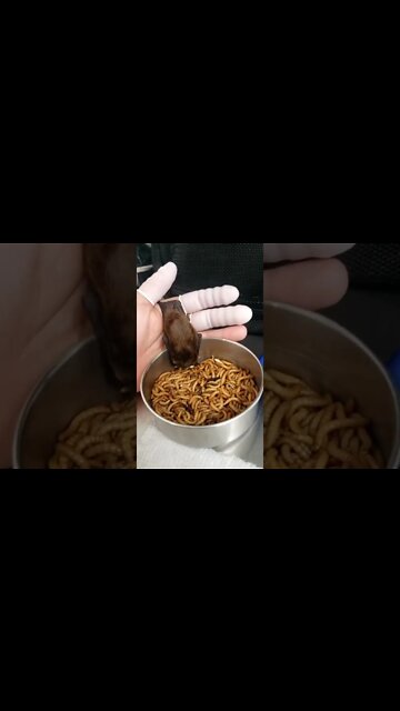 If you can't eat them, join them! -#Cookie #viral #shorts #fyp