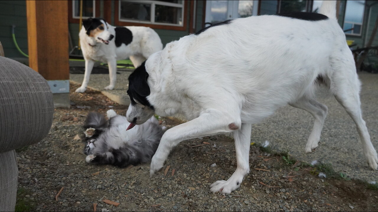 2 Dogs Follow Stubborn Duck Around Yard While Cat Watches