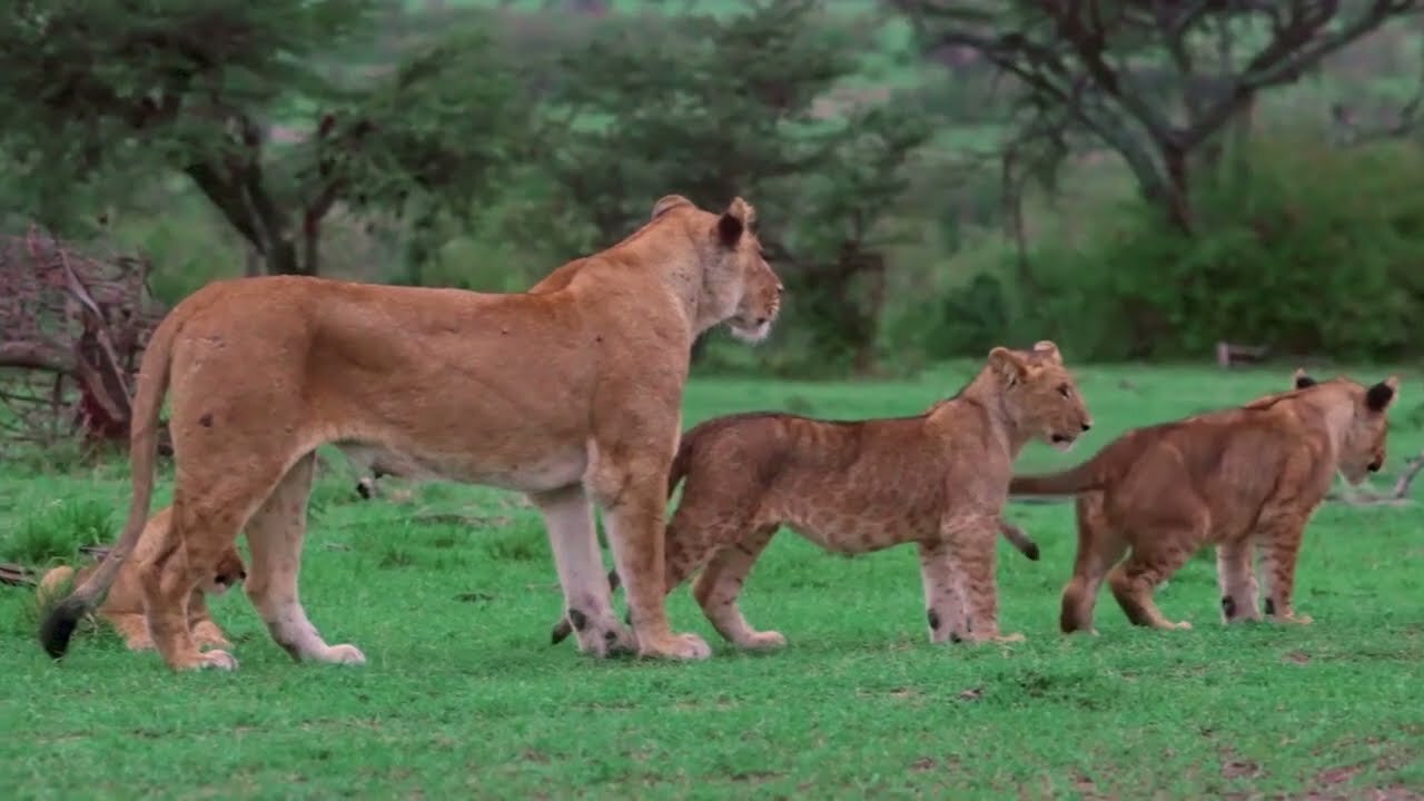 Animals (lion cub) Part 2 Lioness caring for cubs One in a Billion learn voice horses chickens duck