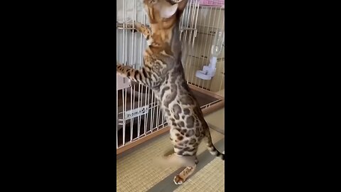 Funny cats 2024 😂 Try not to laugh