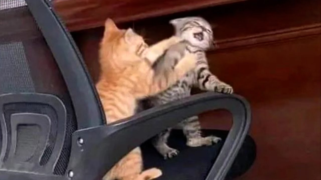 Top Funny Cats and Kittens Playing, Dancing Epic Compilation