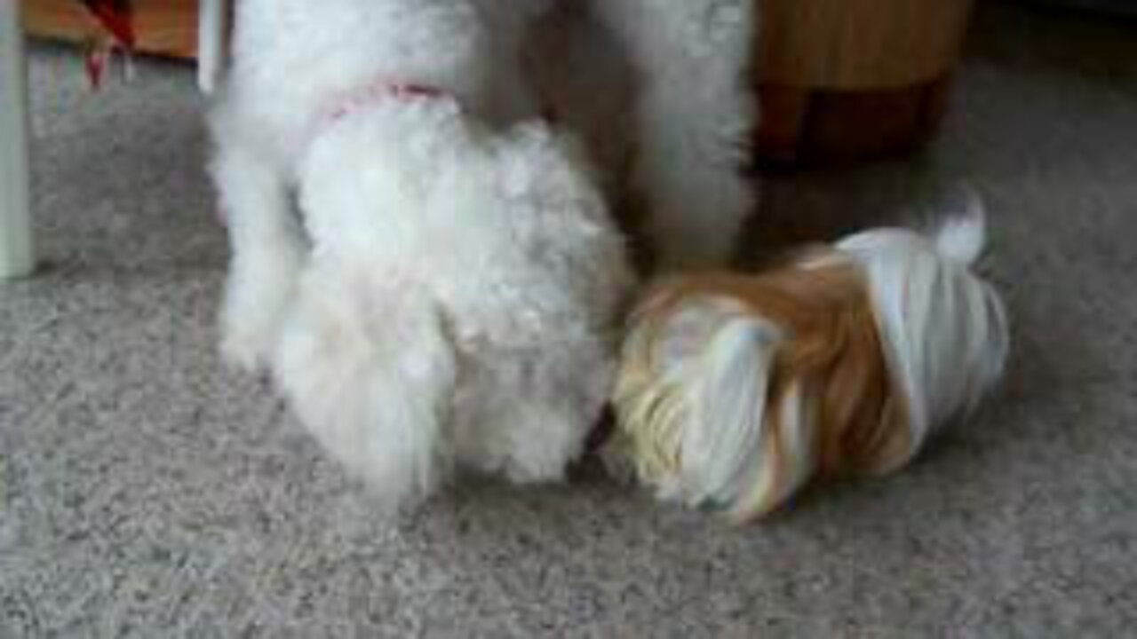 Peruvian And Texel Guinea Pigs Playing On Patio