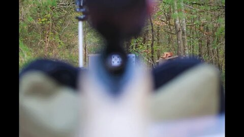 Boresighting my 450 Bushmaster with Blackbutterfly Ammunition
