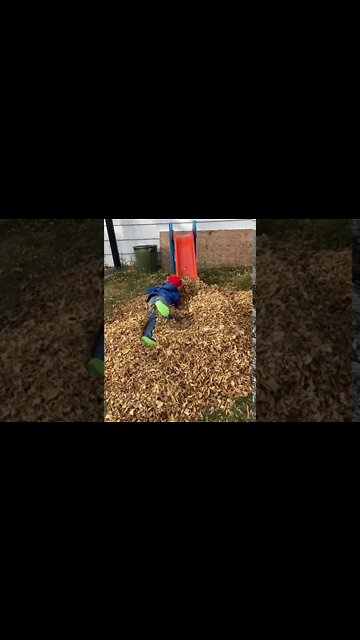 Son's Leaf Pile Surprise