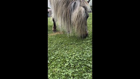 This is how we cut our grass 🐴🤠