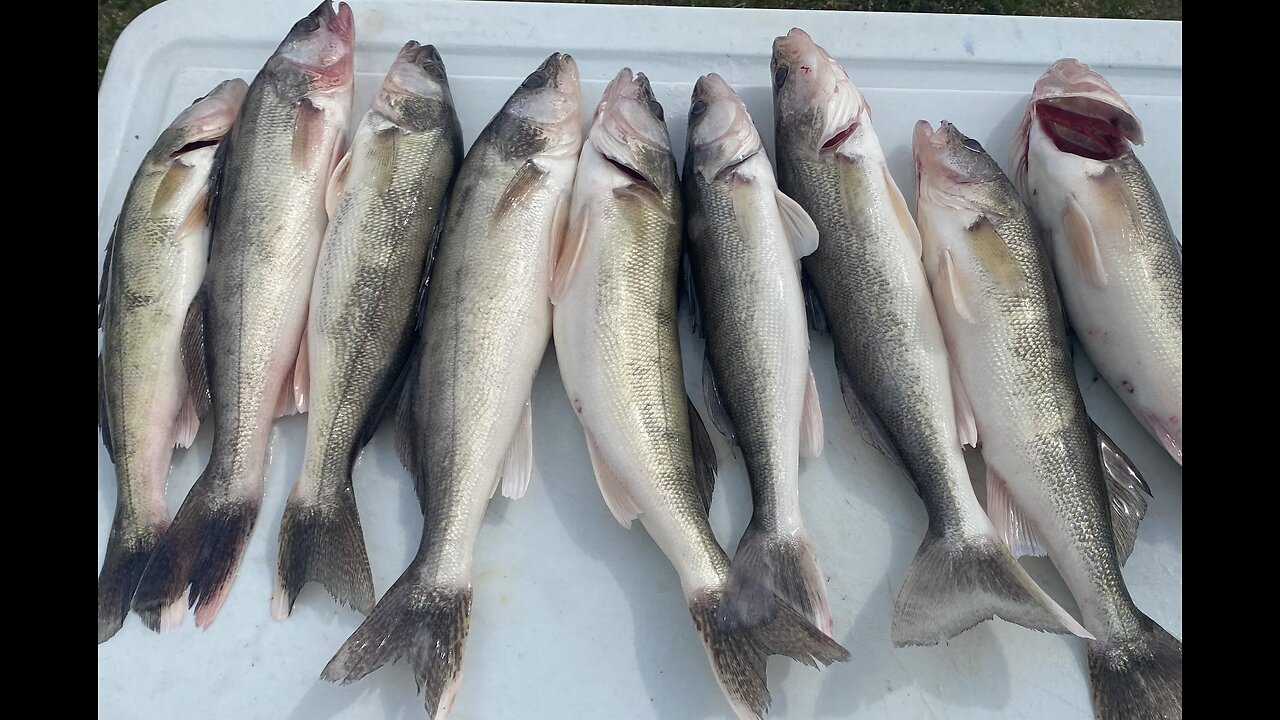 Walleye Fishing Canton Lake Oklahoma