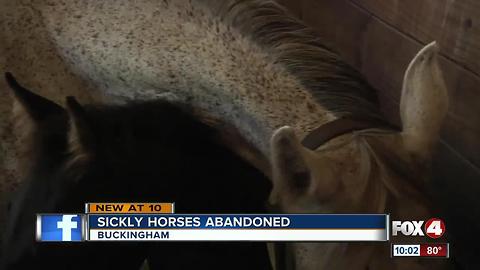 Stallion showdown in Lee County