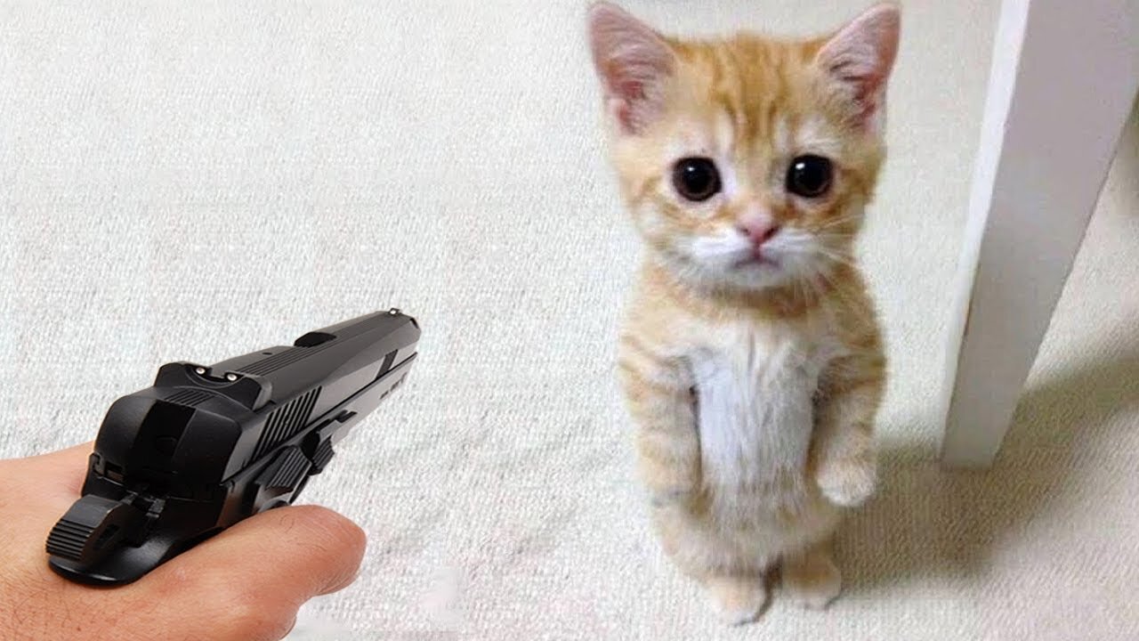 Pets vs gun 🔫 #shorts #cute #cat #dog #tiktok