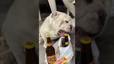 The way he looked at him , see the end #shorts #viral #funny