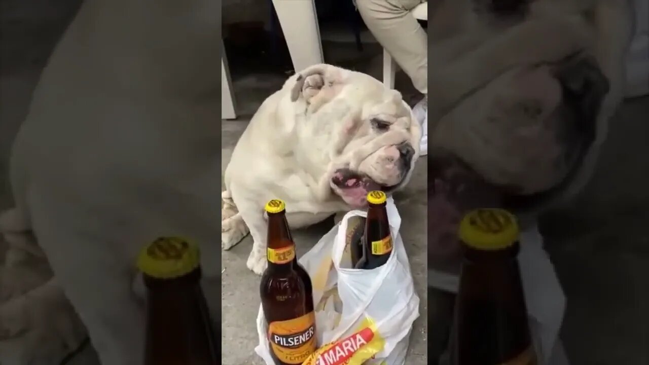 The way he looked at him , see the end #shorts #viral #funny