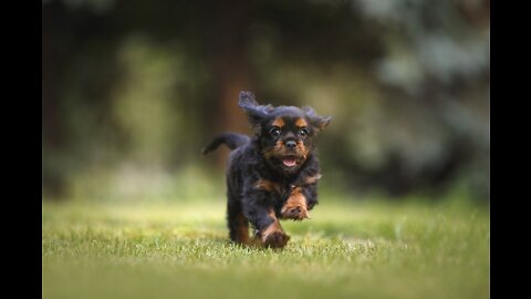 Frisbee Chase & Catch by Dog, Animals Real Nature Videos