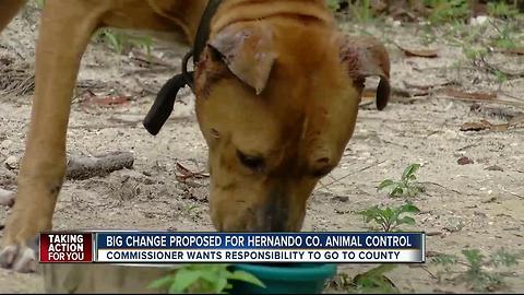 Hernando Co. considers changes to animal control