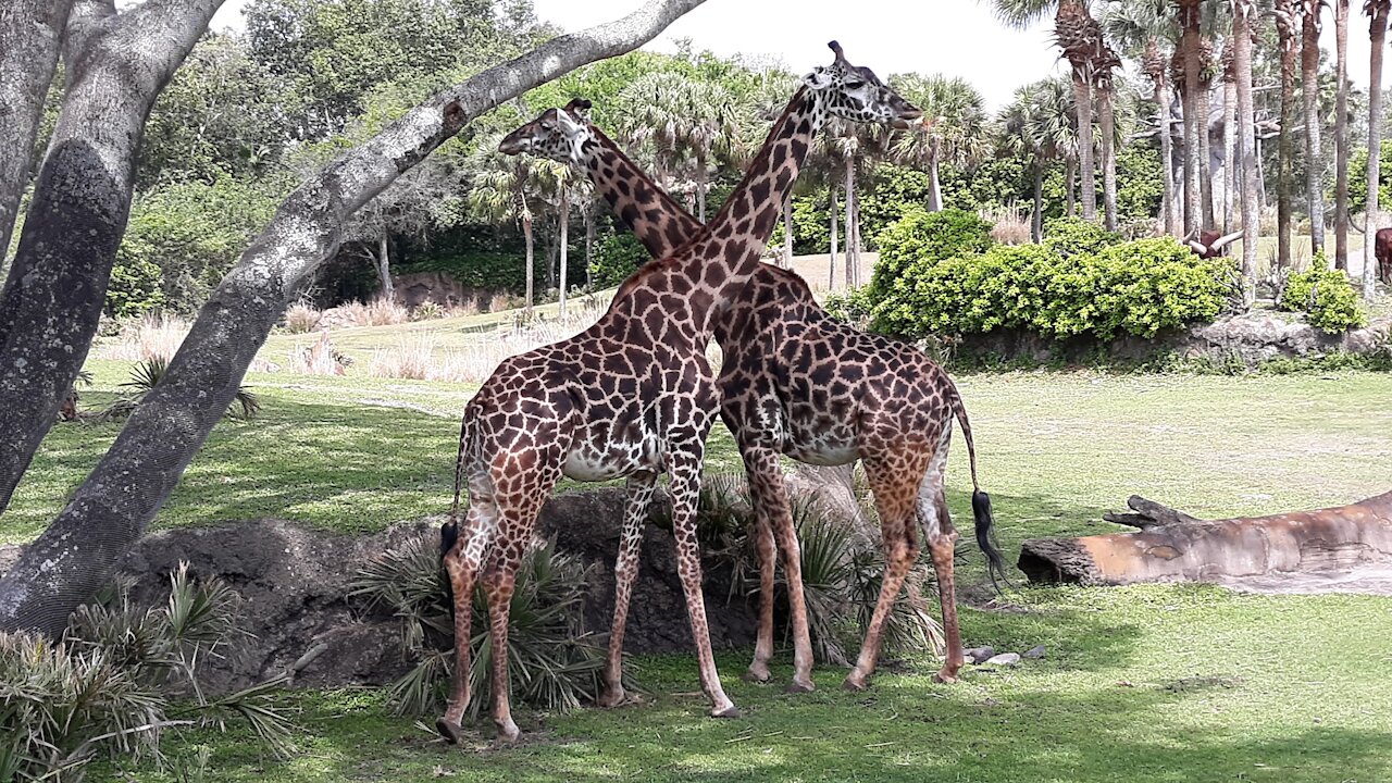 KILIMANJARO SAFARIS ANIMAL KINGDOM ORLANDO FLORIDA 2021