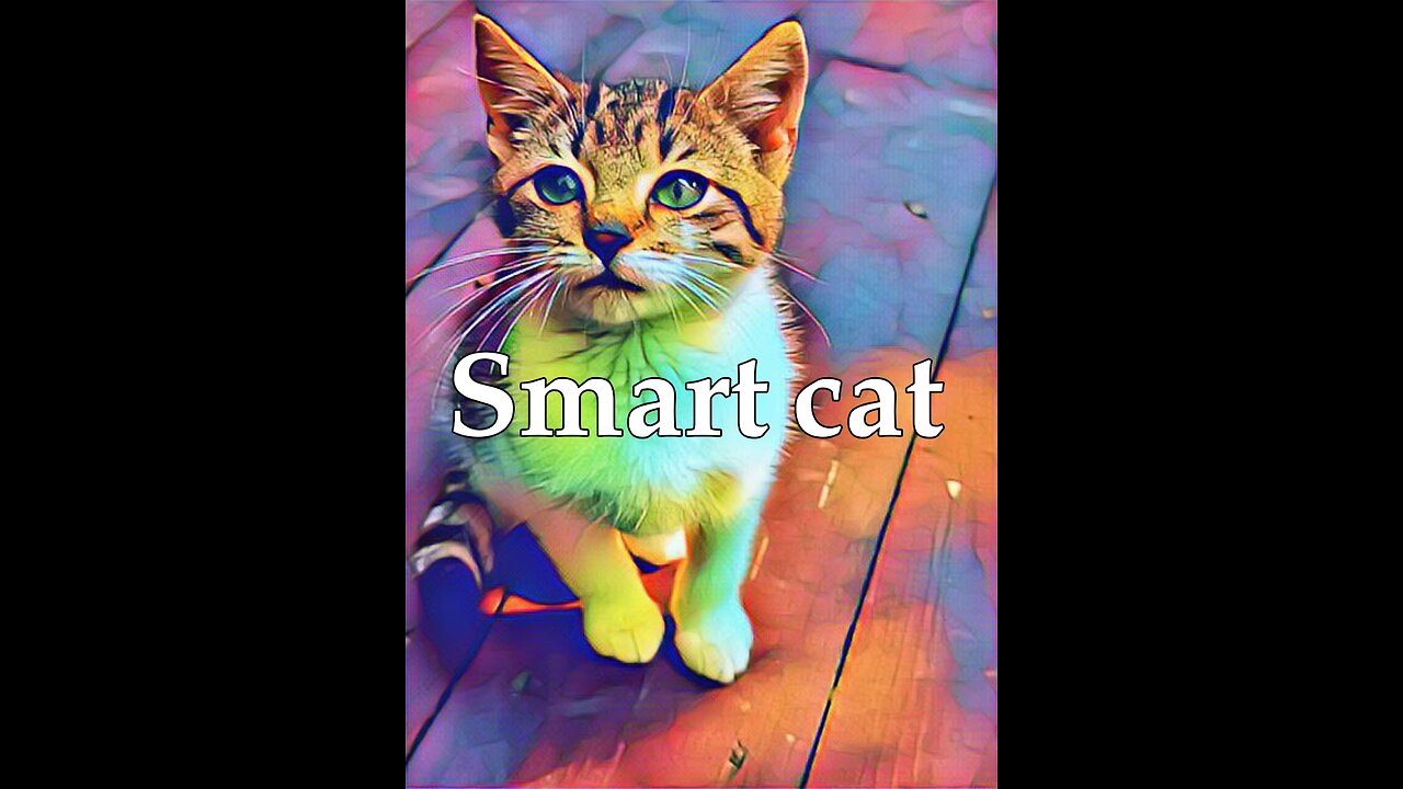 The smartest cat in the world