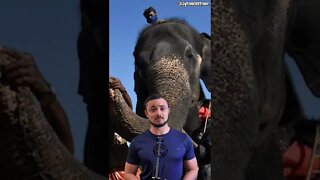 elefante ๐ Arrancou mulher do caixรฃo โฐ๏ธ e pisoteou ela ๐จ ๐ฆ ๐ฑ