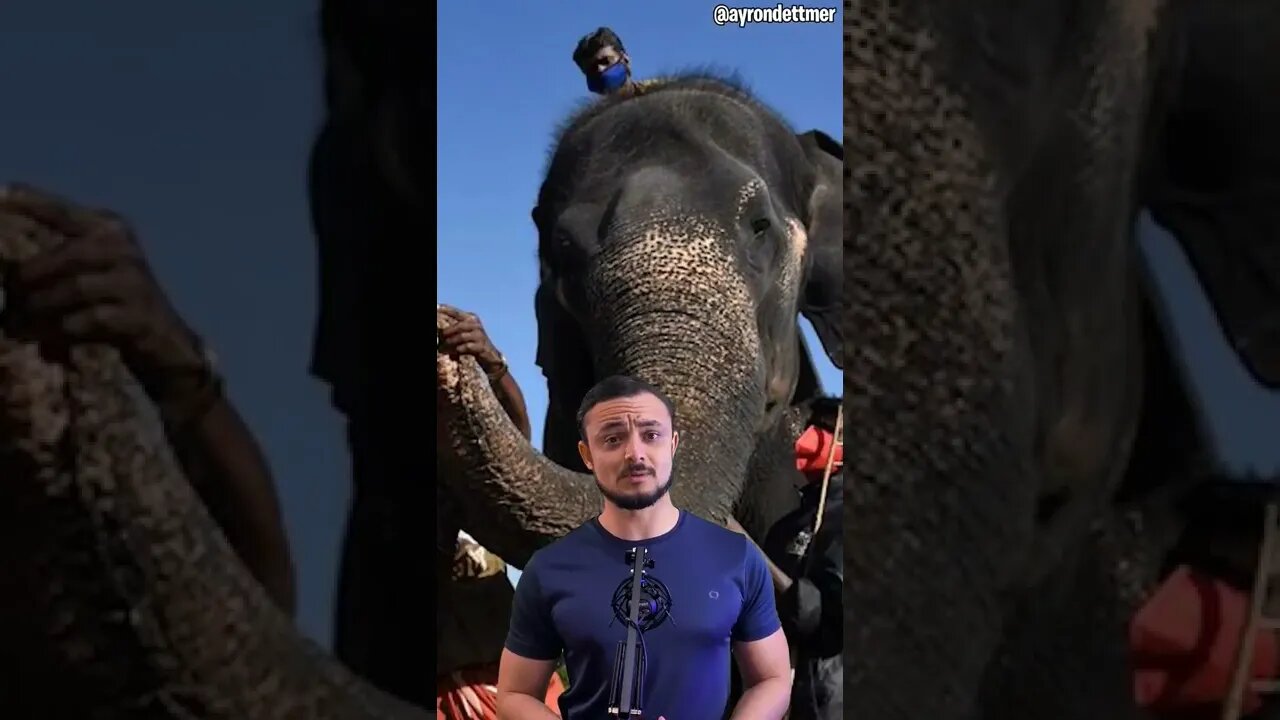 elefante 🐘 Arrancou mulher do caixão ⚰️ e pisoteou ela 😨 😦 😱