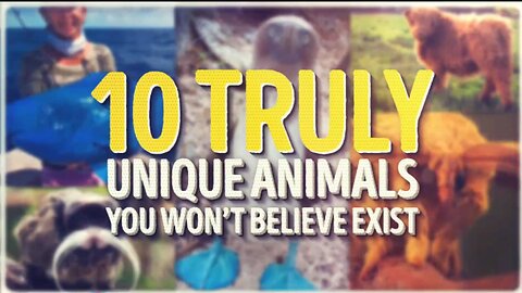10 Truly Unique Animals You Won’t Believe Actually Exist