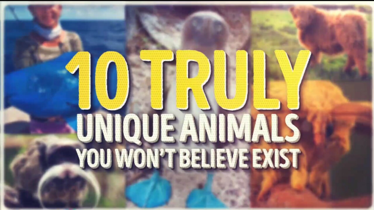 10 Truly Unique Animals You Won’t Believe Actually Exist