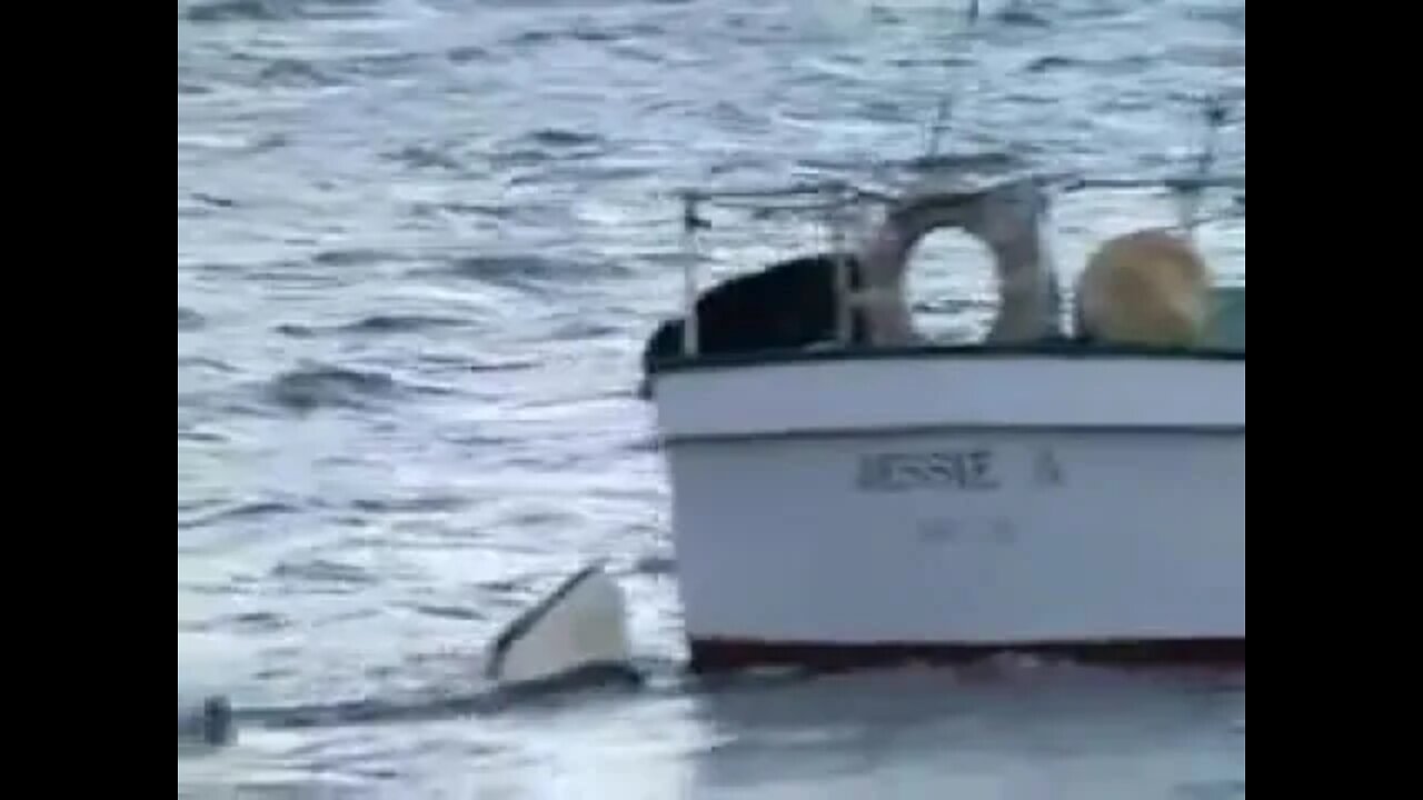 #Orcas #mar Baleia orca brincando com cachorro!