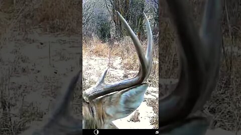 White Tail Buck Into The Camera. 😂