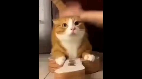 Best funny animal videos 🤣😂