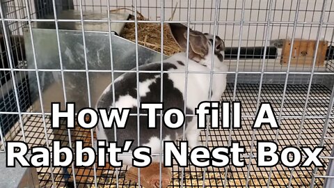 How To fill A Rabbits Nest Box