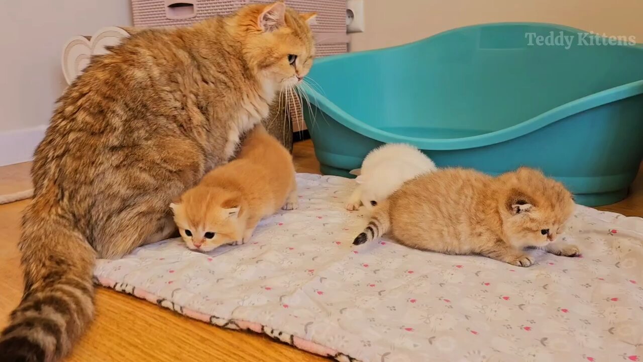 Ophela kittens went for walk๐๐