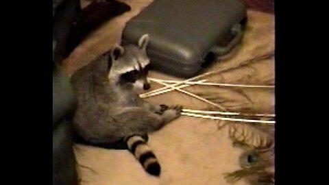 Pet Coon Plays With Peacock Feathers and Makes A Big Mess