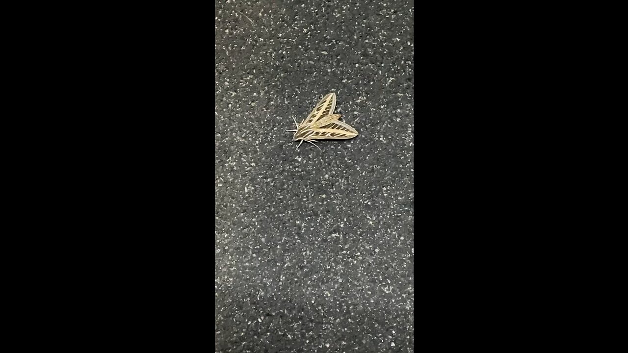 Sphinx Moth