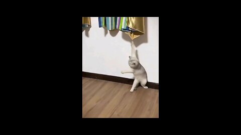 just for fun funny cat