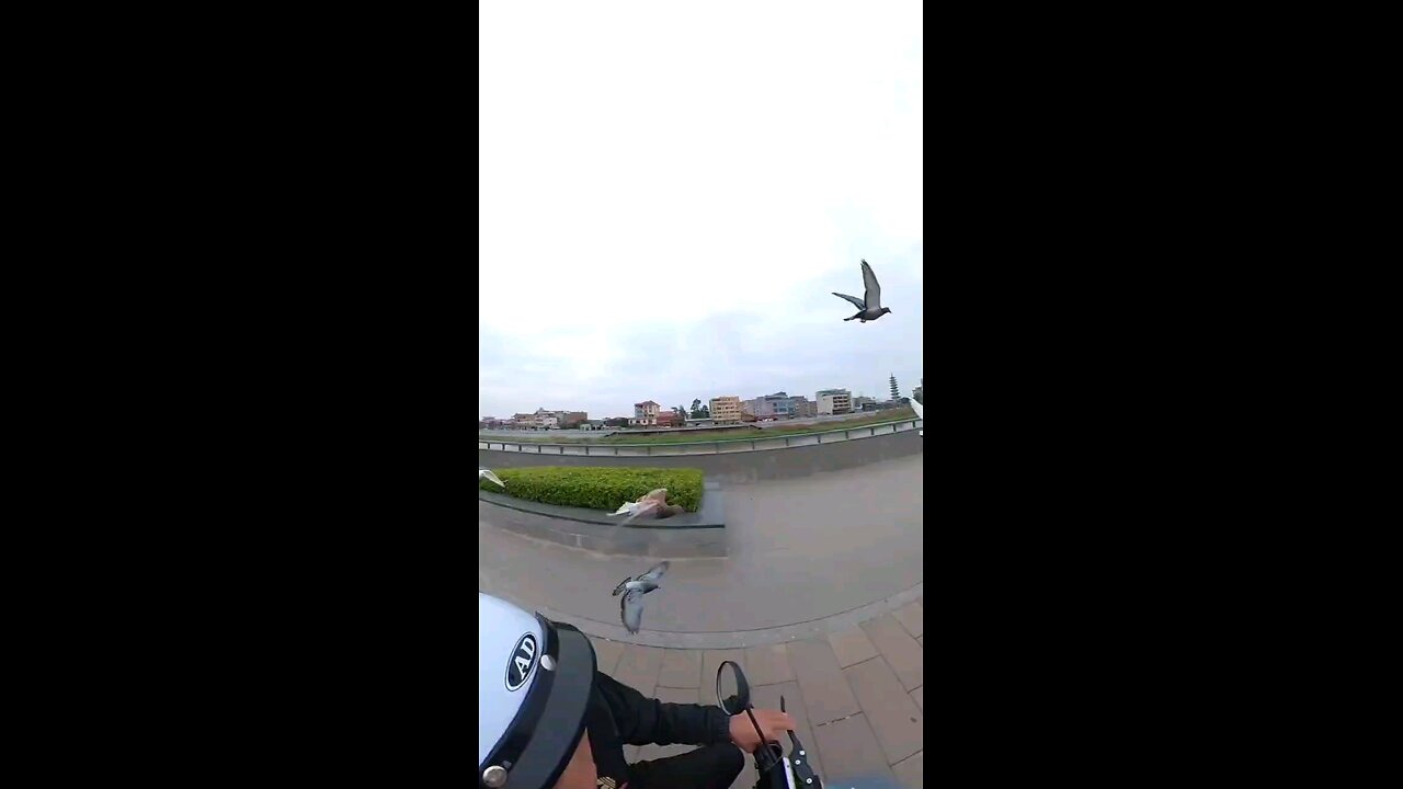 dove