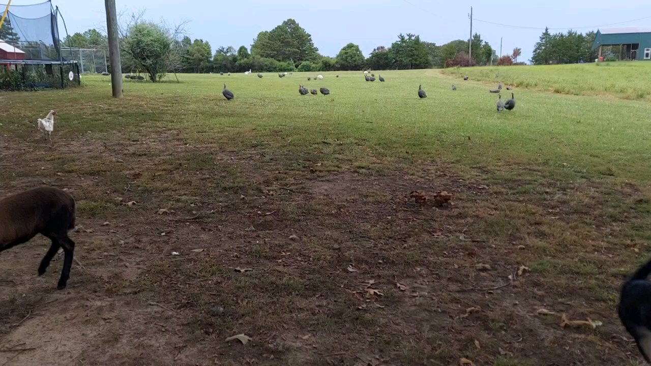 Molly and Stella playing tag