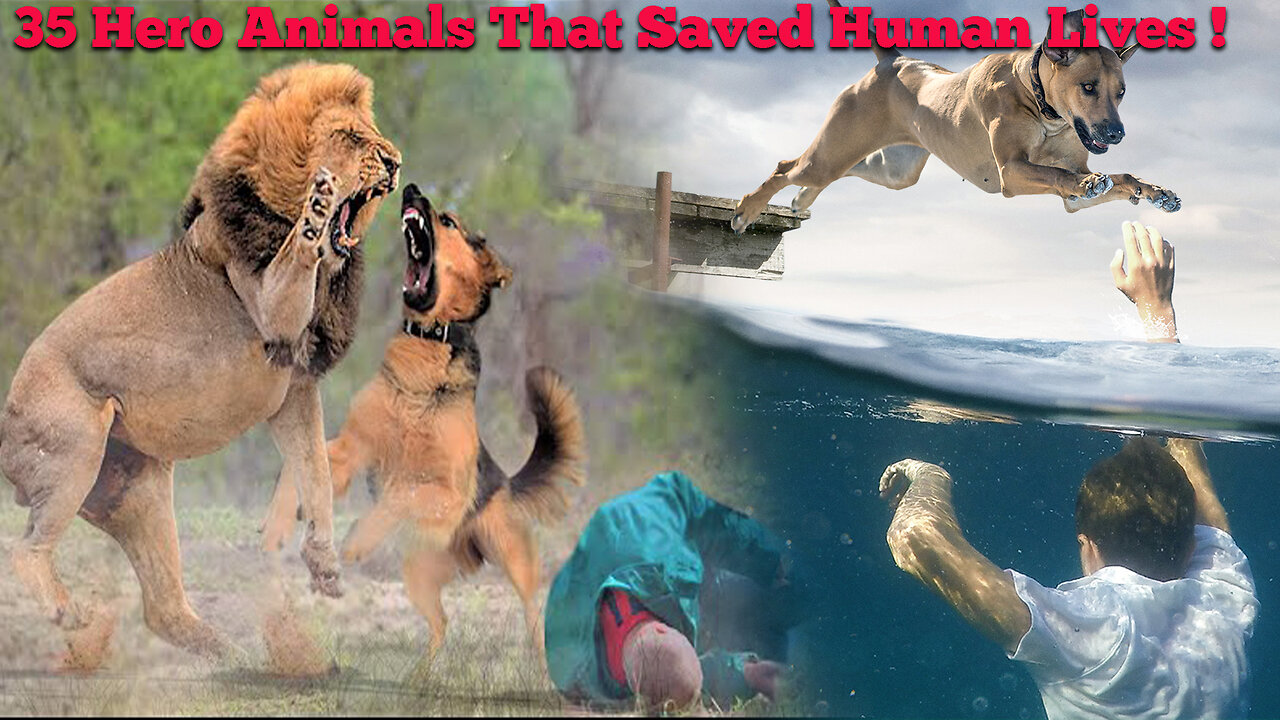 35 Hero Animals That Saved Human Lives