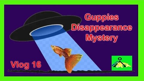 Guppy Disappearance Mystery Solved | Vlog 16