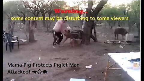 Mama Pig Protects Piglet: Man Attacked! 🐖👶💥
