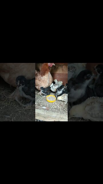 Forest and her Chicks