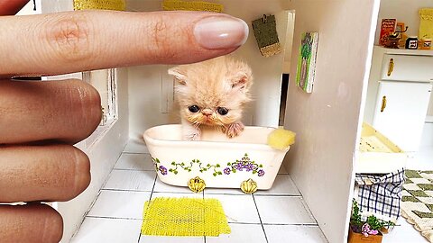 RESCUE the Smallest KITTEN in the World !! And building a NEW HOUSE for CAT