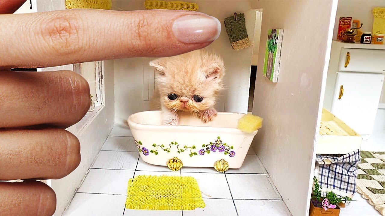 RESCUE the Smallest KITTEN in the World !! And building a NEW HOUSE for CAT