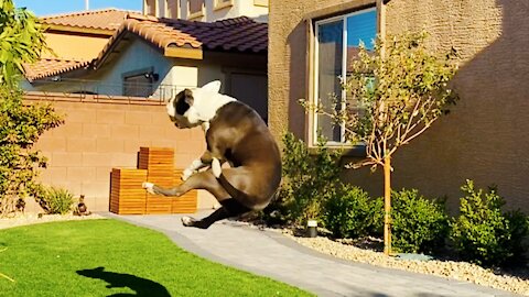 Little Guy That Loves To Fly