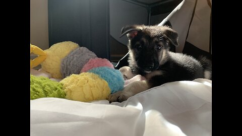 Cute German Shepherd