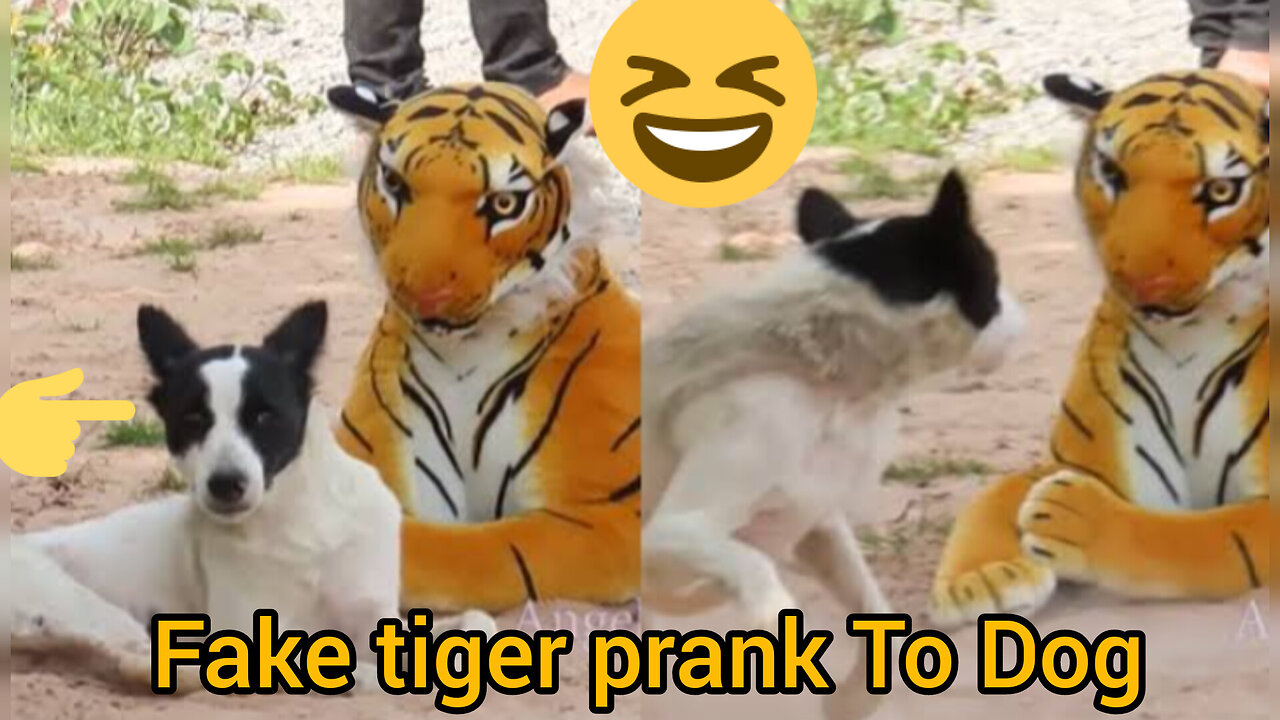 Troll prank dog funny and fake lion