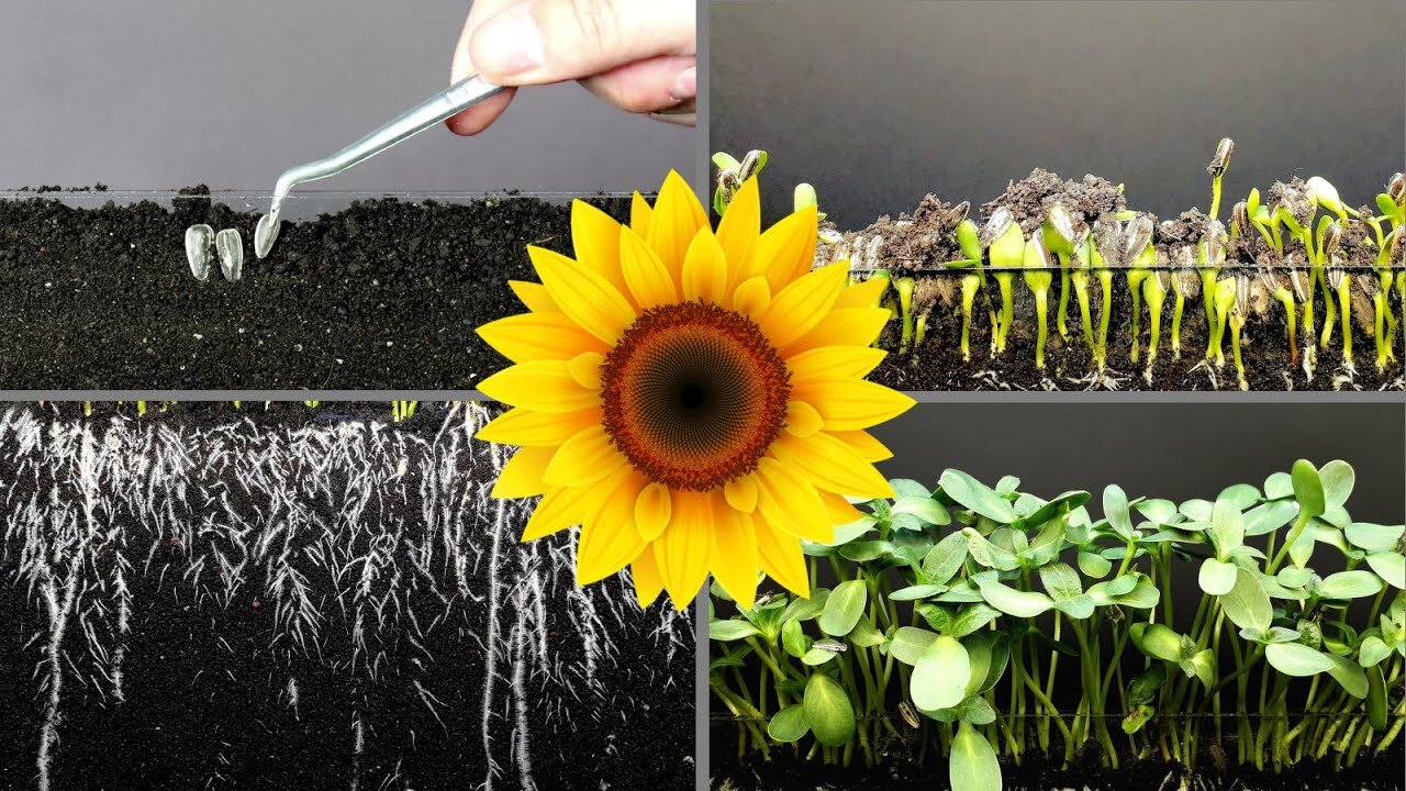 100 sunflower seeds - 10 days of growing | AMAZING TIMELAPSE VIDEO